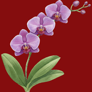 红底紫色蝴蝶兰插画