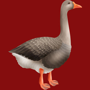 灰羽橙脚鹅