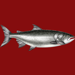 银色鲑鱼特写