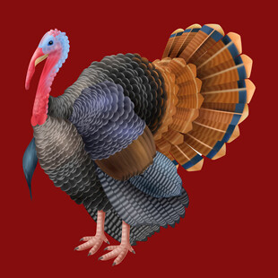 火鸡展示华丽羽毛