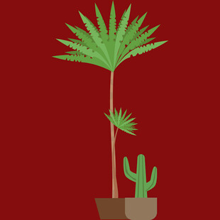 红色背景下的绿植组合