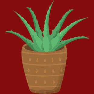 盆栽芦荟清新绿植风采