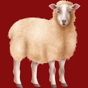 站立的绵羊