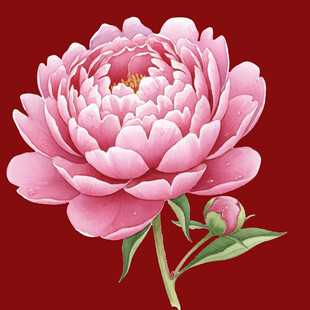 娇艳粉色牡丹花