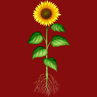 红色背景下的向日葵植株