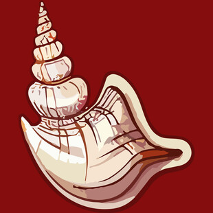 红色背景上的精美海螺