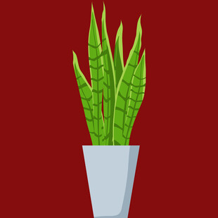 简约风虎皮兰盆栽插画