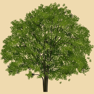 单棵茂盛绿树特写