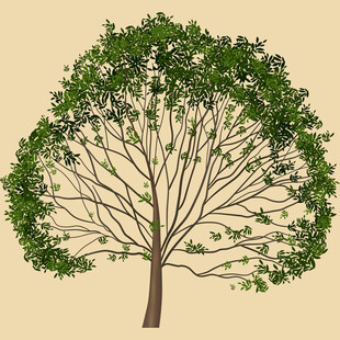 单棵茂盛绿树插画