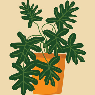 橙色花盆中的绿植