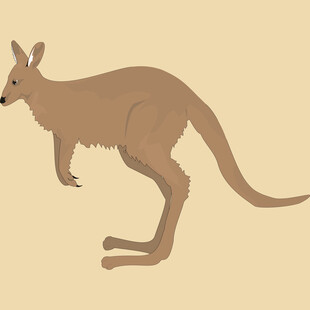 站立的袋鼠插画