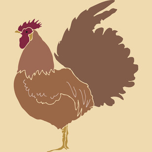 站立的公鸡插画