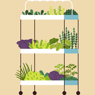 多层绿植架上的生机景象