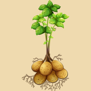 土豆植株与地下块茎图示