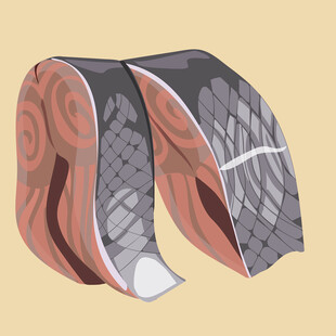 两块新鲜鱼肉插画展示