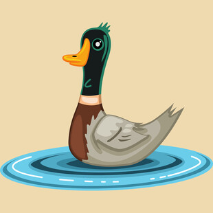 水中游弋的可爱鸭子