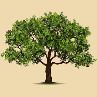 单棵繁茂绿树插画