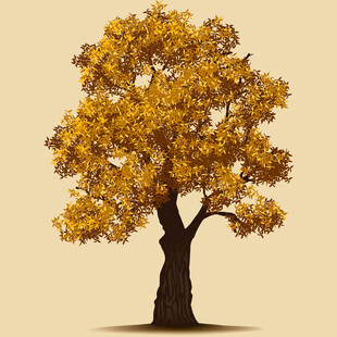 秋日金黄单棵树
