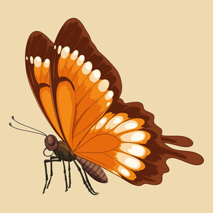 橙色花纹蝴蝶插画