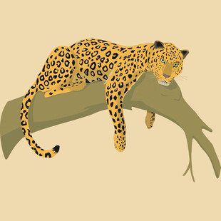 树枝上休憩的花豹