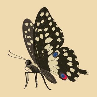 黑白斑点蝴蝶插画