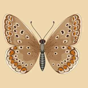 棕色斑点蝴蝶插画