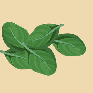新鲜菠菜叶插画