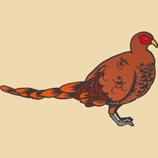 手绘长尾红羽鸟