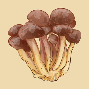 手绘棕色蘑菇插画