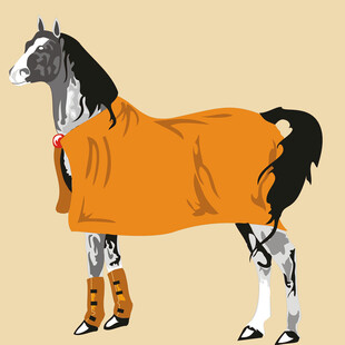 穿着橙色装备的帅气马匹