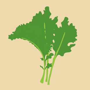 新鲜羽衣甘蓝蔬菜插画