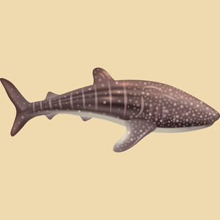 手绘条纹鲨鱼图案