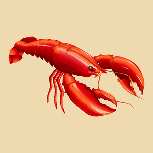红色大龙虾插画