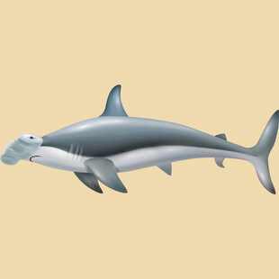 卡通双髻鲨形象展示