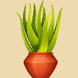 陶罐中的翠绿芦荟