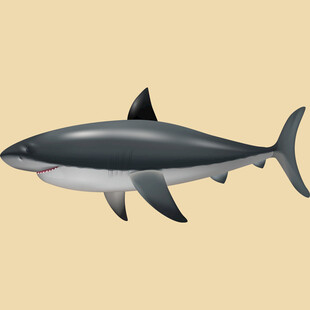 卡通鲨鱼形象展示