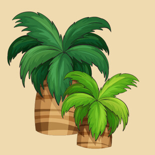 两棵热带棕榈树插画