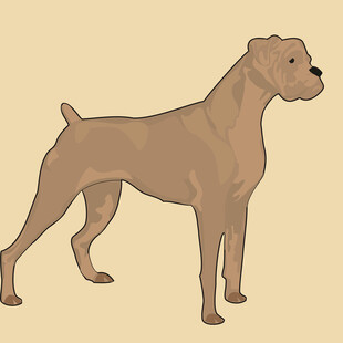 站立的棕色狗狗插画