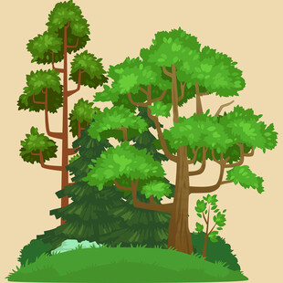 茂密森林中的高大树木