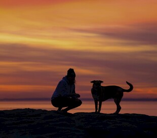 夕阳下人与狗的温馨时刻