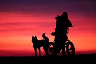夕阳下坐轮椅人与狗的剪影