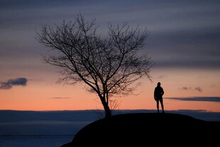 黄昏下一人一树的孤独剪影