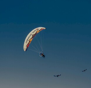 空中滑翔伞与飞鸟共舞