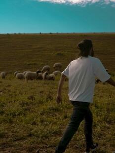 牧羊人田野间赶羊群