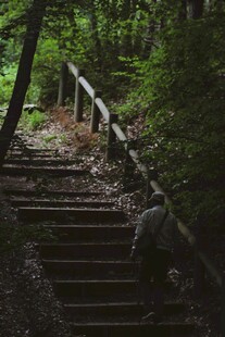 林间木质阶梯 静谧自然景