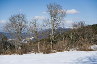 冬日雪景中的树木与远山