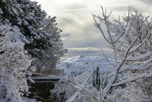 冬日雪景中的树木与远山