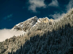 雪山松林间的壮丽景致