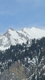雪山松林壮丽自然景观
