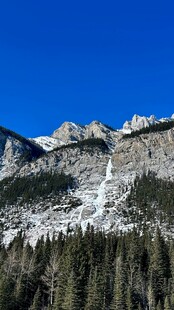 雪山松林之壮美风光